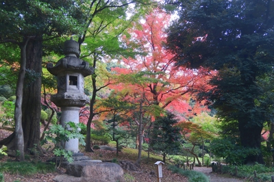 園内紅葉の様子（11月20日撮影）