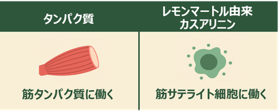 筋サテライト細胞