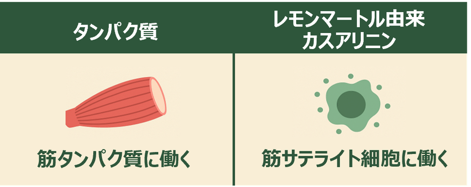 筋サテライト細胞
