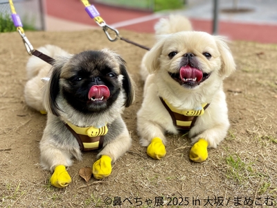鼻ぺちゃ展 展示作品：まめこむ