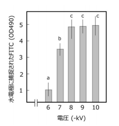図 異なる電圧をかけた場合の水電極に捕捉された蛍光物質（FITC）量 FITCのミストを30秒間噴霧し、水に取り込まれたFITC濃度を測定した