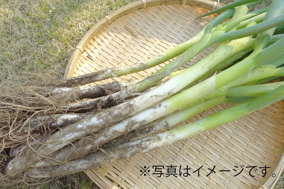 泥ねぎ詰め放題(3/20(金・祝)のみ)