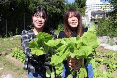 四天王寺大学の農園ポタジェで栽培した大阪の伝統野菜「大阪しろな」