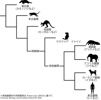 系統樹