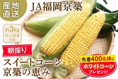 スイートコーン「京築の恵み」