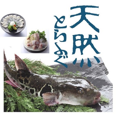 1月7日~13日「天然とらふぐスペシャルウィーク」