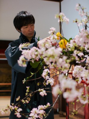 桜を生ける笹岡隆甫氏（青蓮院門跡にて