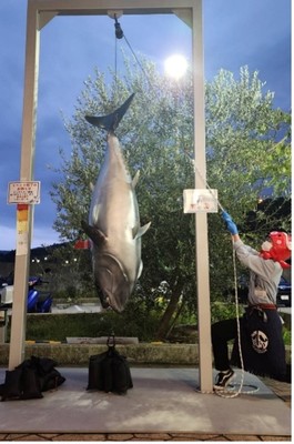 巨大マグロに挑戦