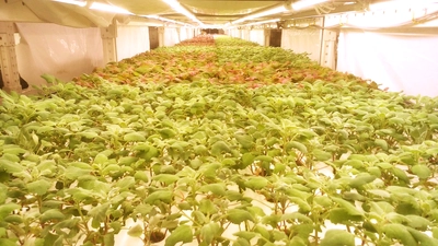 近畿大学農学部と奈良病院による「食事満足度向上プログラム」　水耕栽培のキヌアベビーリーフを病院食として提供