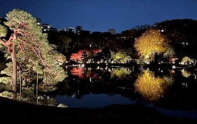 紅葉のライトアップ（昨年の様子）