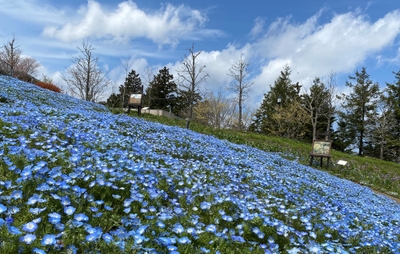 春の絶景! ガーデンミュージアム比叡山内のネモフィラ