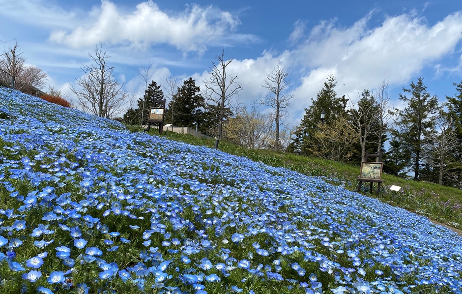 春の絶景! ガーデンミュージアム比叡山内のネモフィラ