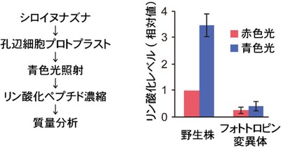 図1　リン酸化プロテオーム解析における青色光に応答したWDR48のリン酸化　リン酸化レベルの定量値。野生株では青色光に応答したWDR48のリン酸化が見られるが、フォトトロピン変異体ではこのリン酸化が見られない。
