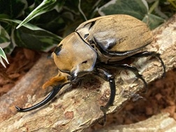 外国産エレファスゾウカブトムシ