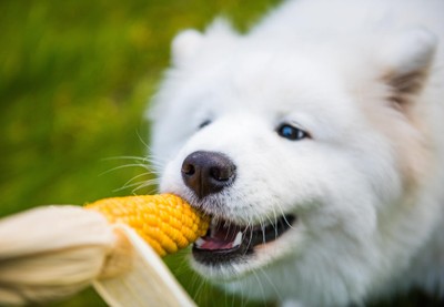 こちらも多くの記事で問題視されていますね。確かに穀物には犬にとってアレルゲンとなるのですが、中にはアレルゲンとなる可能性が低い穀物があります。すべての穀物をアレルゲンとなると言われているのは少し違います。