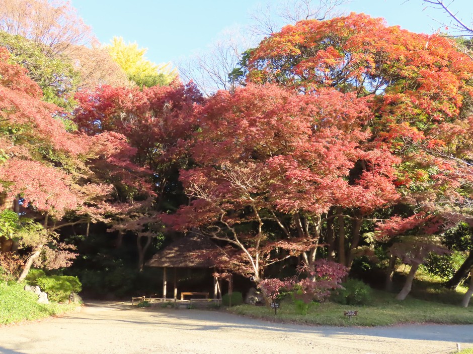 丸屋周辺(11月29日撮影)