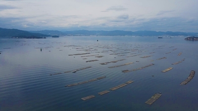 広島湾に浮かぶカキいかだ