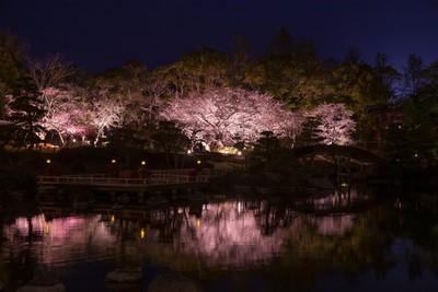 水面に映し出される夜桜　　