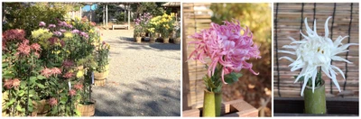 向島百花園「菊が彩る江戸花屋敷」開催
令和８年11月７日（土）～30日（月）江戸の園芸文化に触れる秋