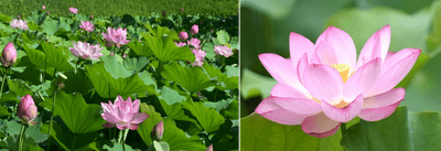 昨年の蓮池の様子