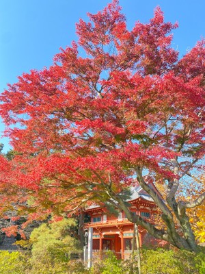 エントランスの紅葉はほぼ見頃