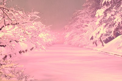 冬に咲くさくらライトアップ