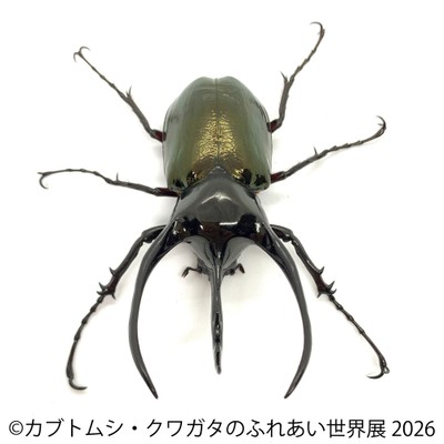 コーカサスオオカブト