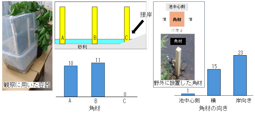図3．室内と野外で角材に産卵された卵塊数。 接岸している角材（左）、角材の池中心側の面（明るい面）（右）には産卵を避けている。
