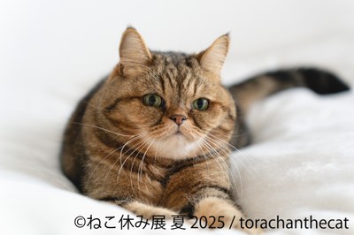 ねこ休み展 展示作品：torachanthecat