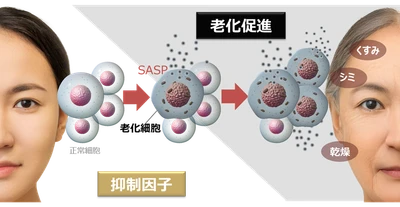 老化の連鎖を制御 ～肌老化を加速させるSASPの抑制因子を特定～