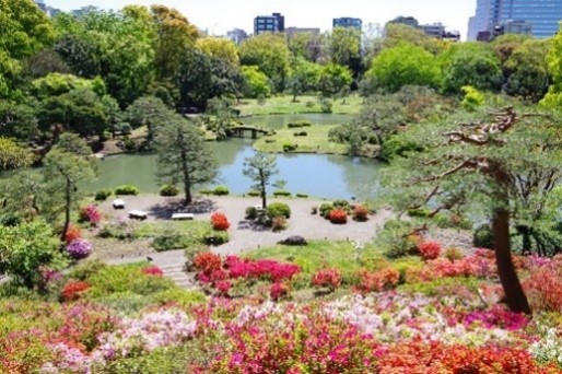 イメージ(六義園 :園内に咲き誇るツツジ)