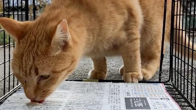 世界で一番猫にやさしい捕獲器「TORASUKE(トラスケ)」 ついに完成。初回300台限定の発売に向け、 明日5月20日(火)より予約受付開始！